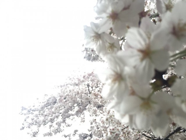 花見は好きじゃないけど、桜は好きです。