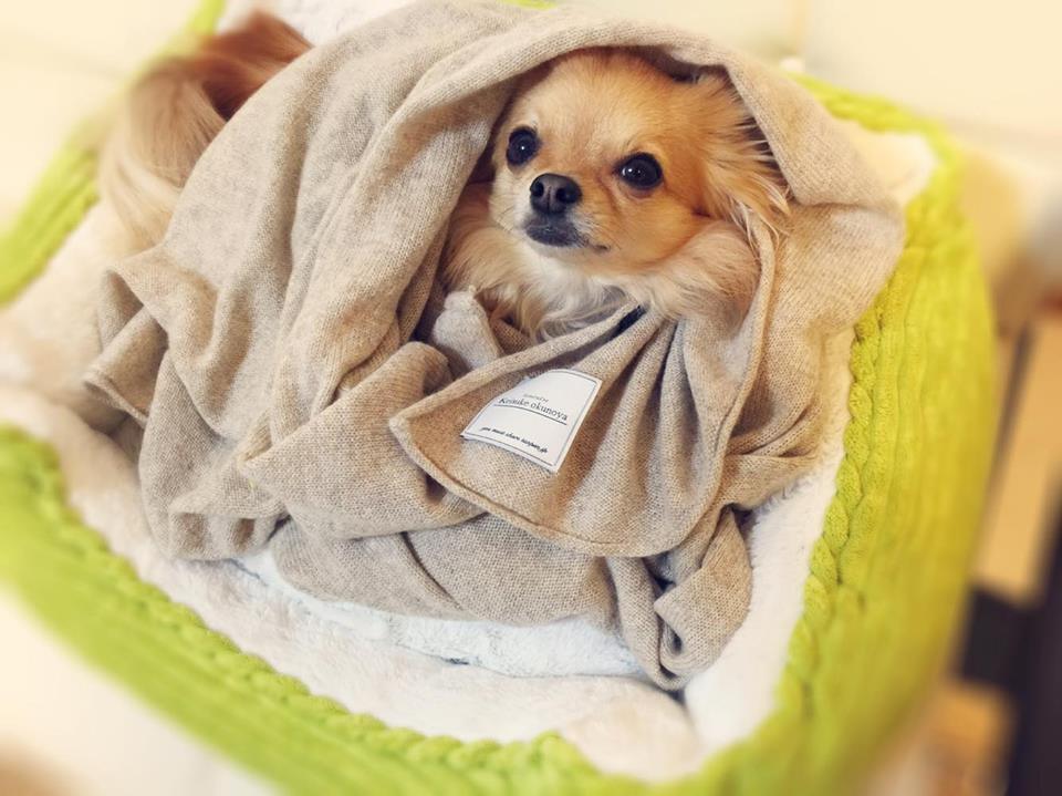 ロンは可愛いけどね。 photo by 佐藤