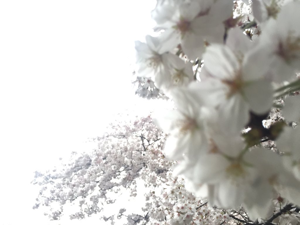 花見は好きじゃないけど、桜は好きです。
