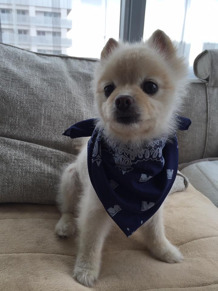 BJこと安澤氏は愛犬に。